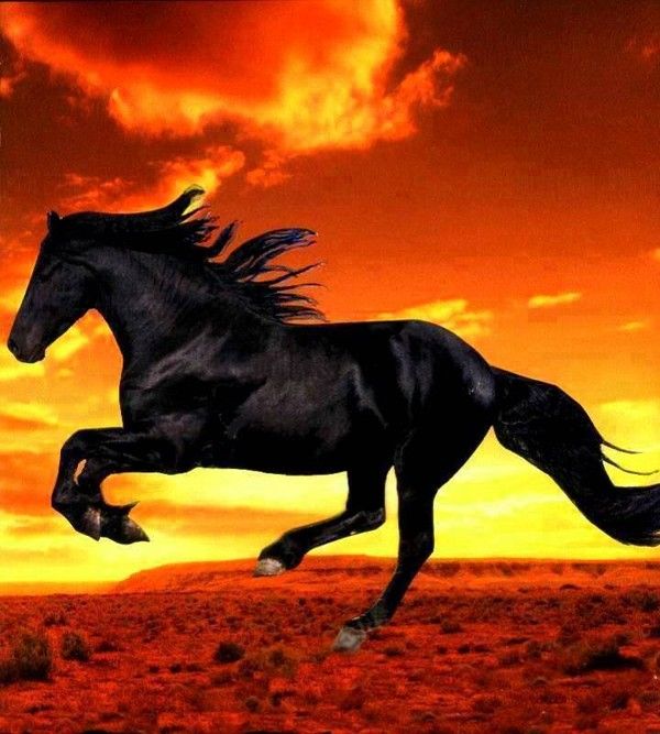 LE CHEVAL NOIR ET SA CRINIERE AU VENT