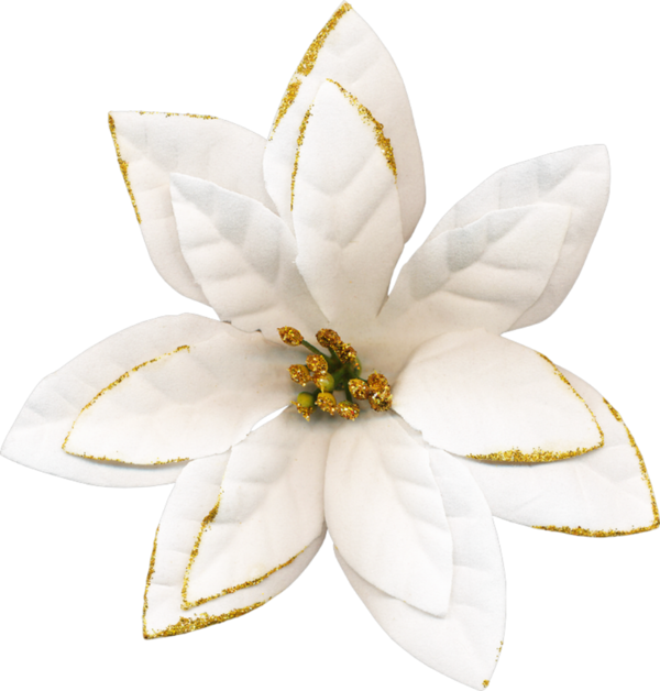 Fleur De Noel Blanche