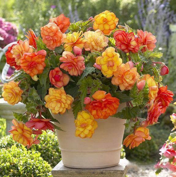 UN VASE ET LES FLEURS