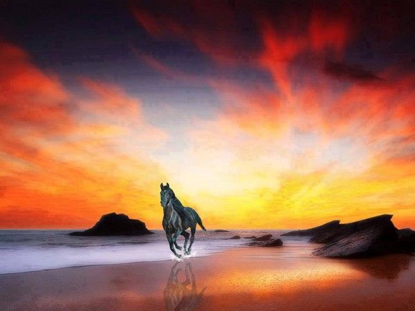 LE CHEVAL EN PLEIN GALOP