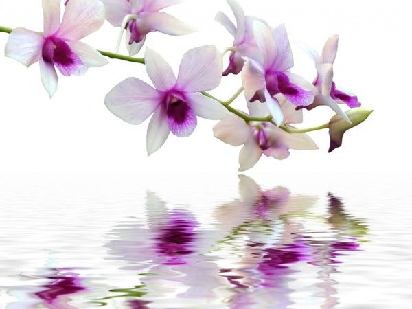 fond d'ecran gratuit orchidee