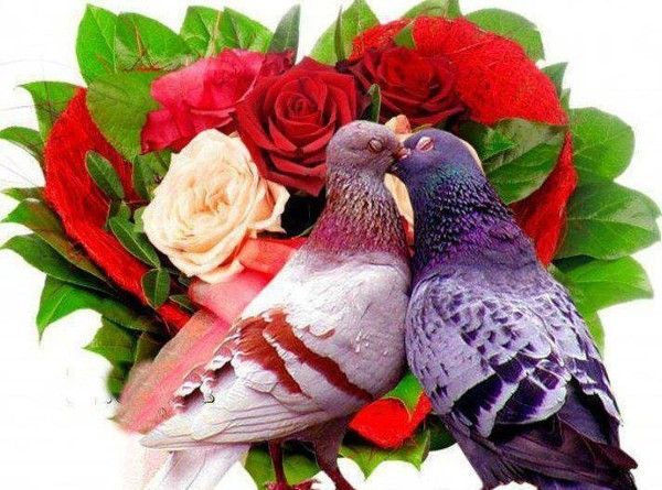 L'AMOUR DE DEUX PIGEONS