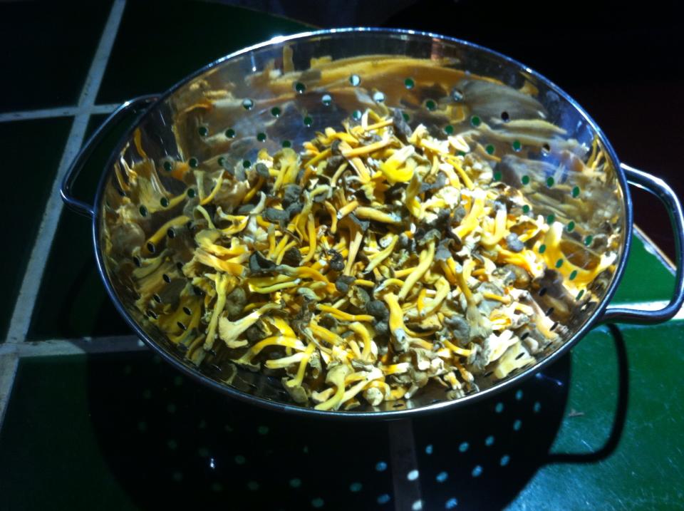 LES CHANTERELLES JAUNISSANTES