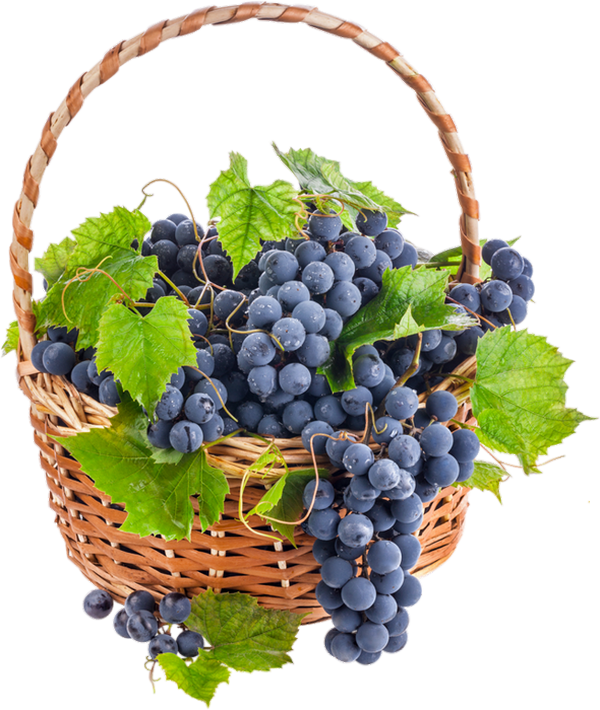 tube vendange raisin