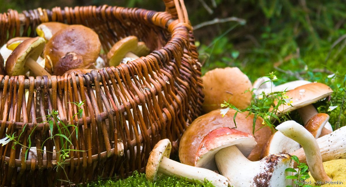 LA CUEILLETTE DE CHAMPIGNONS