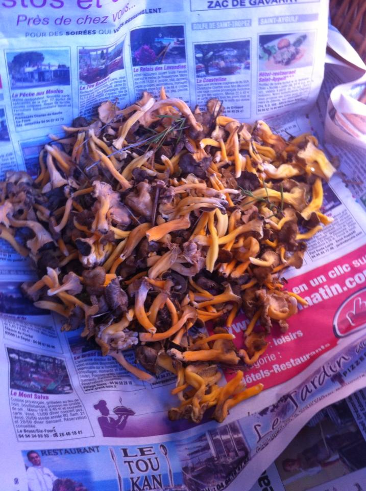 LES TROMPETTES JAUNISSANTES ( petite chanterelle)