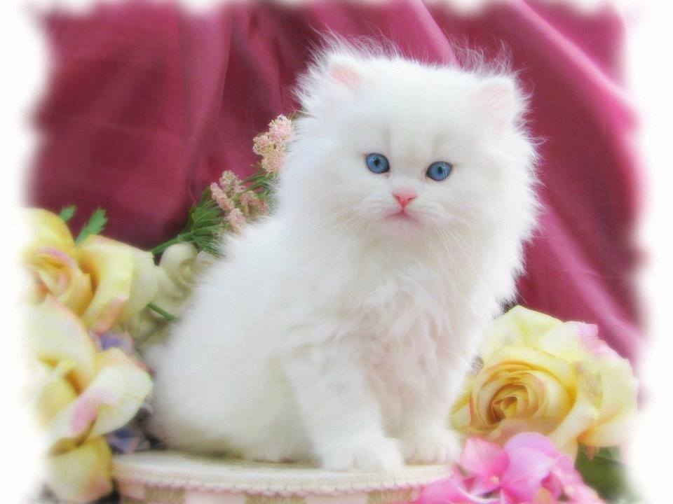 PETIT CHAT BLANC